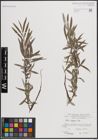 Foto von Salix eleagnos Scop.